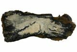 Mammoth Molar Slice With Case - South Carolina #144261-1